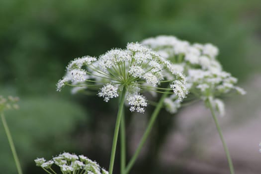 Clusters of delicate white flowers thrive in a vibrant green garden. Surrounded by soft greenery, these blossoms highlight the beauty of summer and nature's artistry.
