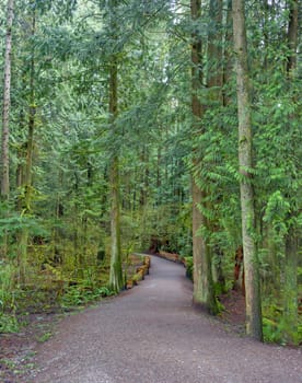 Hiking trail through a forest park on a cool summer day.