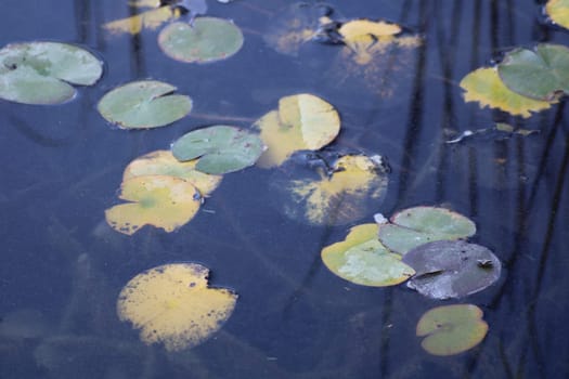 A variety of lily pads with green and yellow hues drift gently on the surface of still water, creating a peaceful ambiance in a natural environment.