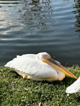 A pelican relaxes on the vibrant green grass by the water, enjoying the calm atmosphere of an urban park on a sunny afternoon, surrounded by gentle ripples.