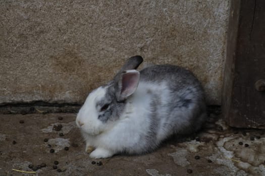 A gray and white rabbit sits peacefully near a weathered wall, enjoying a quiet moment in a farmyard during the warm afternoon hours.