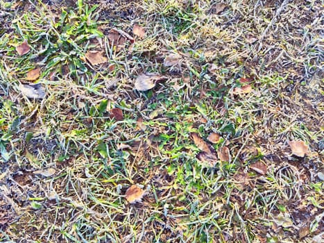 A close-up view of frosted grass blades in field. Background, texture, pattern, frame, copy space, place for text