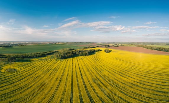 Aerial panorama of expansive, vibrant yellow canola fields in full bloom, stretching across the countryside under a blue sky.