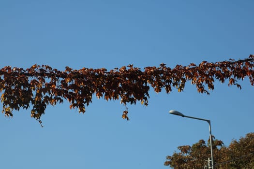 Vibrant autumn leaves are draped gracefully from a branch against a bright blue sky, with a streetlight visible below, highlighting a serene urban environment.