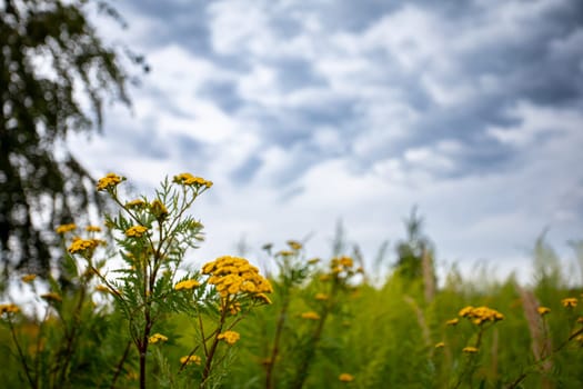A vibrant array of colorful wildflowers blooms joyfully against a moody, cloudy sky, showcasing the beauty of nature