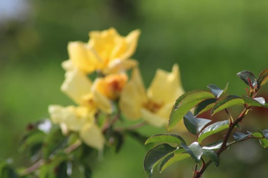 Delicate yellow roses emerge against a backdrop of rich green leaves, basking in sunlight. The scene captures the essence of a tranquil garden setting.