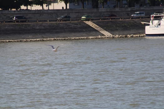 A seagull glides gracefully over the glistening waters of the Danube River, where boats are moored and the sun casts a warm glow, highlighting the serene atmosphere.