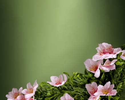 A bunch of pink flowers are arranged in a row. The flowers are in full bloom and are very pretty. The background is green, which gives the flowers a nice contrast