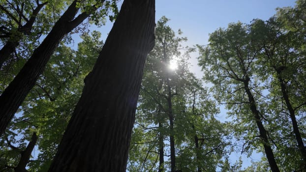 A breathtaking and stunning view of sunlight beautifully filtering through tall trees in a vibrant green forest. Clip
