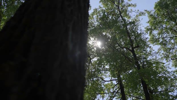 A tranquil and serene shot showcasing towering trees along with vibrant foliage beneath a clear blue sky. Clip