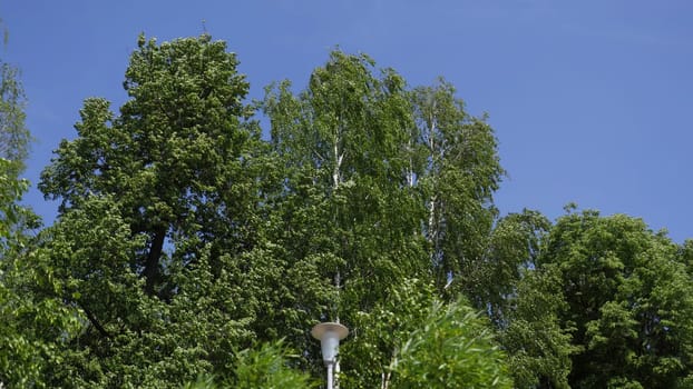On this bright and sunny day, a charming street lamp stands tall beside lush green trees underneath the clear, blue sky. Clip