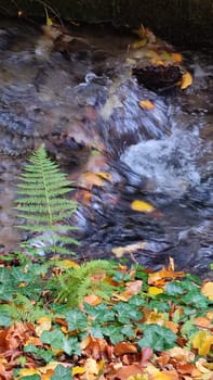 nature waterfall. stream water, forest background, green yellow leaves summer autumn. High quality photo