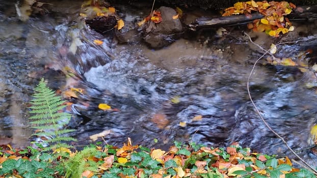 nature waterfall. stream water, forest background, green yellow leaves summer autumn. High quality photo