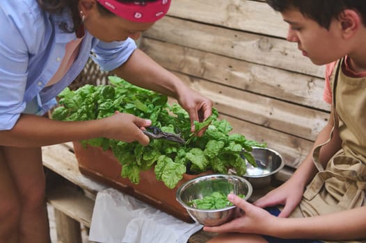A mother and son harvest fresh spinach together from a garden box, promoting urban gardening and sustainable living.