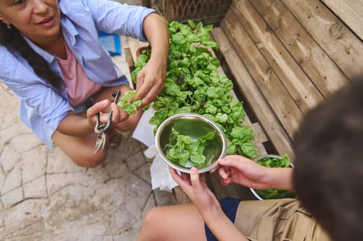 A mother and child harvesting fresh mint leaves together in a backyard garden setting, showcasing family bonding and organic gardening. The moment captures the joy of nurturing plants.