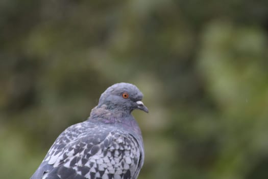 The gray pigeon stands prominently with distinct feather patterns, showcasing its vibrant orange eye in a lush, green environment under bright daylight.
