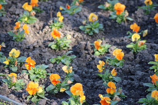 Bright orange pansies thrive in a garden bed, flourishing in well-prepared soil. The spring sun enhances the beauty of these cheerful flowers, creating a vibrant landscape.