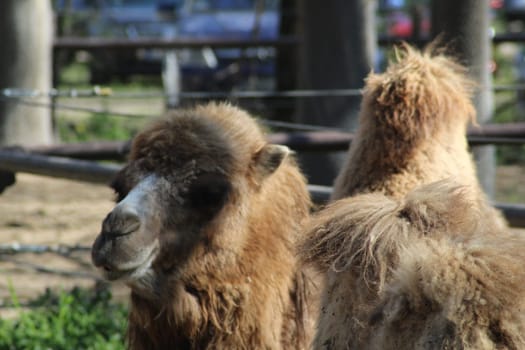 Two camels stand close together in a farmyard, displaying their thick fur and unique features while surrounded by lush greenery and wooden structures.