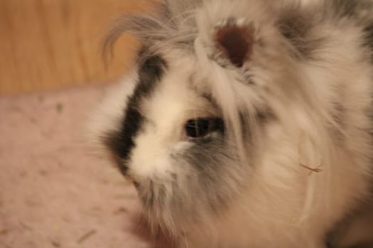 A charming rabbit with a fluffy coat relaxes, showcasing its expressive features while nestled on a soft surface, creating a cozy atmosphere.