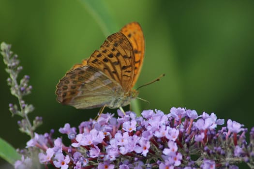The butterfly displays brilliant orange and brown patterns while nourishing itself from the sweet nectar of purple flowering plants under the sun.