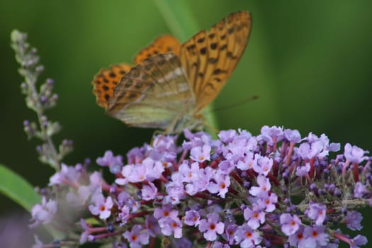A colorful butterfly delicately lands on clusters of vibrant purple flowers, highlighting the beauty of nature in a serene garden on a sunny summer day.