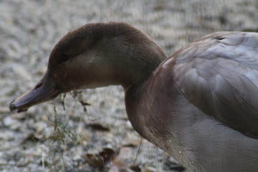 The duck is actively searching for food among the pebbles and vegetation by the water's edge, highlighting its natural behavior in a tranquil environment.