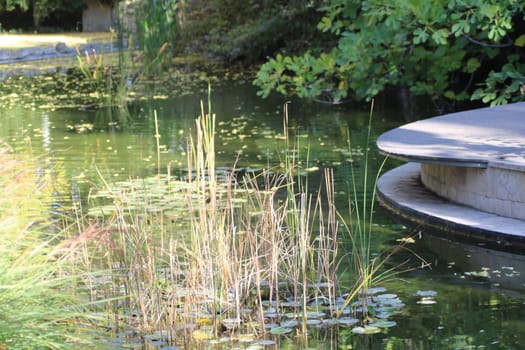 A serene water garden showcases tall grasses, lush green foliage, and floating lily pads, with a smooth stone platform providing a perfect spot for relaxation.