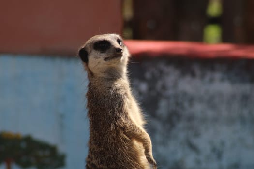 A meerkat stands on its hind legs, closely observing its environment. The animal is positioned in a lively setting with colorful backgrounds and natural light enhancing its features.