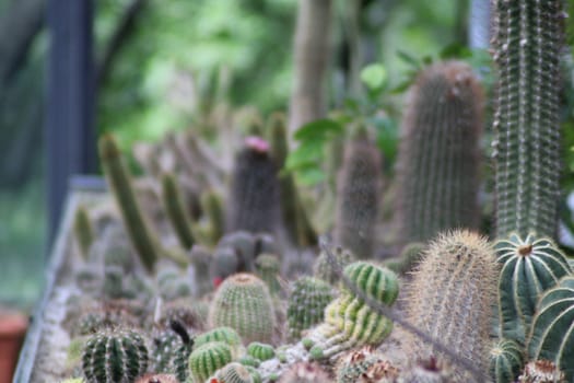 Numerous cacti are arranged in a greenhouse, basking in afternoon light. The collection highlights various species with unique shapes and colors, surrounded by greenery.
