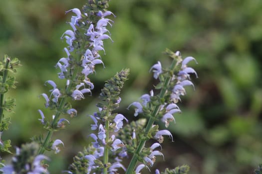 Lavender flowers stand tall amidst verdant foliage, showcasing their vibrant petals under the gentle sunlight of springtime. Nature's beauty thrives in full color.