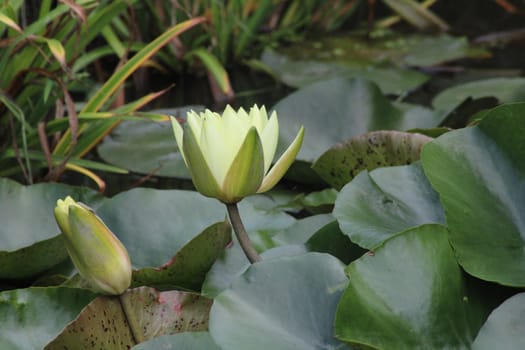 A tranquil pond features lush green lily pads surrounding a blooming lotus flower, its vibrant petals illuminated by the soft morning light, capturing nature's beauty.