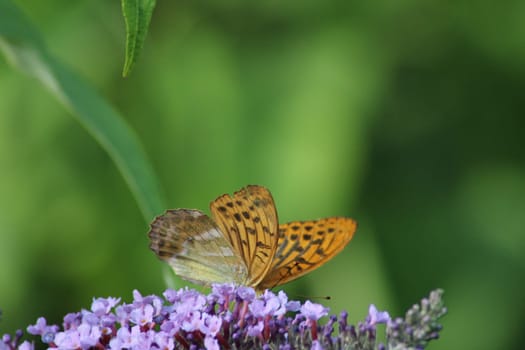 A butterfly with intricate orange and brown markings rests gracefully on clusters of purple flowers, surrounded by rich green foliage on a sunny day.