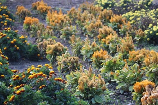 A vibrant garden filled with blooming flowers showcases an array of colors at sunrise. Various plants stand tall, highlighting the beauty of nature in a serene setting.