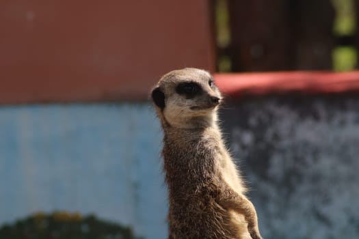 A meerkat observes its surroundings with curiosity while standing upright. The vibrant colors of the habitat enhance the lively atmosphere of the zoo.