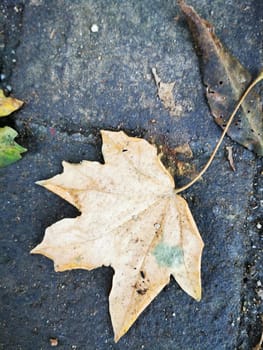 A single yellow leaf lies on a cobblestone path, blending with scattered leaves of varying sizes and colors. The peaceful atmosphere invites reflection.