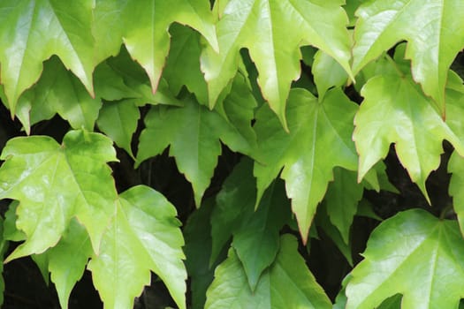 The sunlight filters through vibrant green maple leaves, creating a soft glow in a lush garden, showcasing nature's beauty on a warm afternoon.
