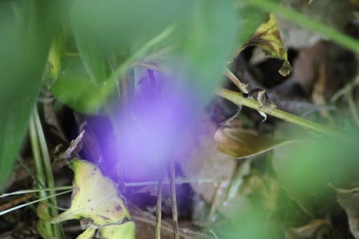 A delicate purple flower peeks through lush green leaves and twigs in a serene forest setting, showcasing nature's subtle beauty and hidden wonders.