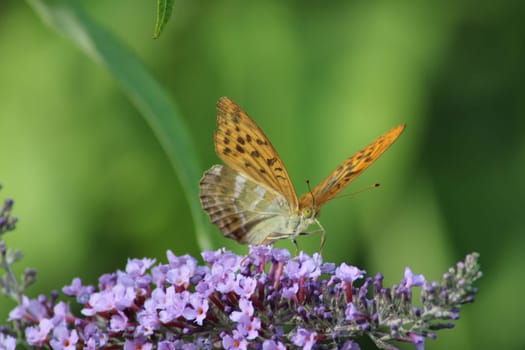 An orange butterfly gracefully rests on a cluster of blooming purple flowers, enjoying a bright sunny afternoon in a tranquil garden setting.