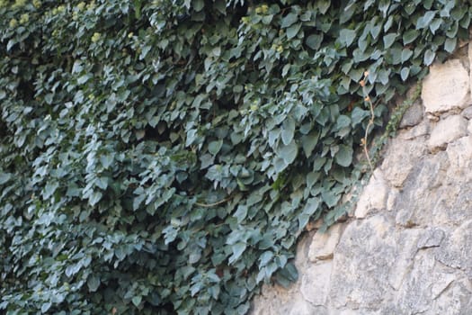 A dense layer of ivy covers a weathered stone wall, blending vibrant greenery with textured stone. The setting creates a peaceful atmosphere, highlighting nature's charm.