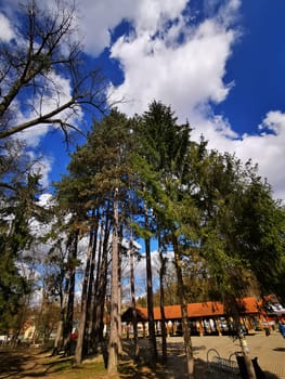 A group of tall evergreen trees stands under a vibrant blue sky dotted with fluffy white clouds, creating a serene atmosphere in the park during late afternoon.