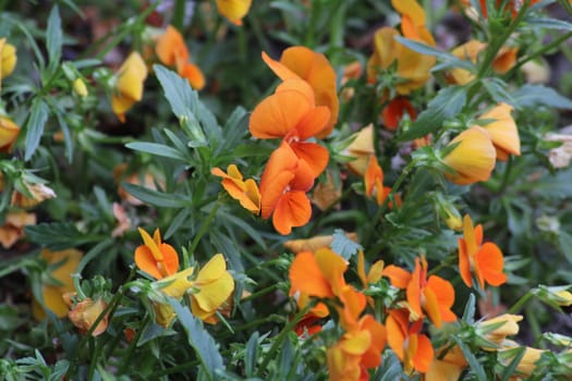 Bright orange blooms emerge in a lively garden, their petals catching the sunlight. The greenery enhances the vivid colors, attracting the eye and uplifting the surroundings.
