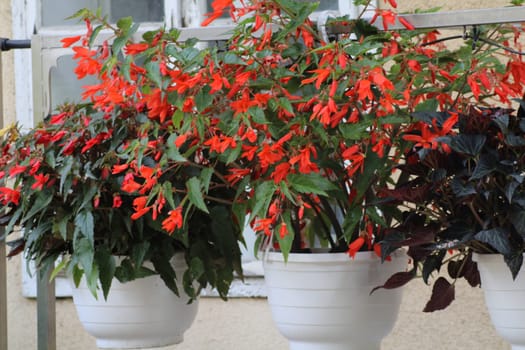 Colorful orange begonias in white pots flourish on a balcony, adding charm and vibrancy to the space during a clear afternoon.