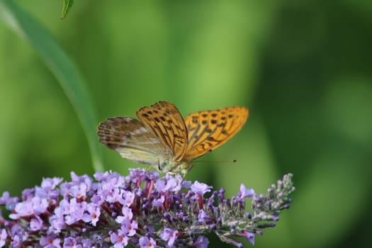 A vibrant butterfly rests delicately on clusters of purple flowers, surrounded by lush greenery under the bright summer sun, embodying the essence of nature's diversity.