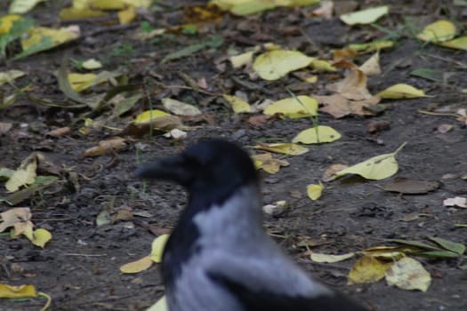 A crow searches for food amidst a carpet of yellow and brown leaves on the ground in a park. The setting captures the essence of a chilly autumn day.