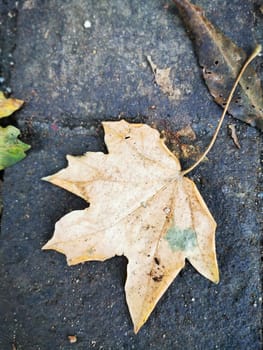 A solitary dry leaf lies on a cobblestone path, blending with surrounding fallen leaves and showcasing the beauty of autumn's transition in nature.
