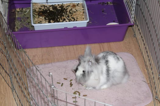 The rabbit curiously investigates its pen, surrounded by food pellets and a litter box, in a well-lit indoor area designed for pet care.