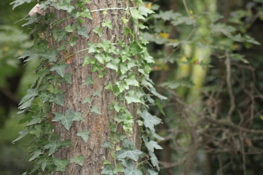 Ivy gracefully climbs up a rustic tree, showcasing a vibrant green contrast against the rough bark in a peaceful forest setting illuminated by sunlight.