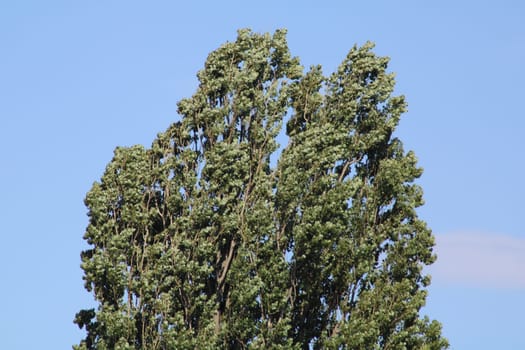A group of tall trees is gently swaying in the breeze against a backdrop of a clear blue sky, showcasing the beauty of nature on a sunny day.