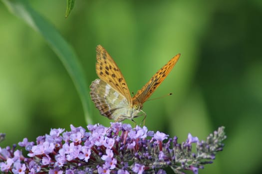 A vibrant butterfly rests on clusters of lavender flowers, showcasing its colorful wings while surrounded by greenery under bright sunlight.