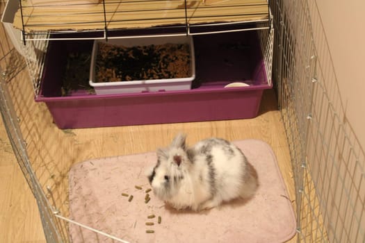 A rabbit relaxes on a soft mat within its enclosure, surrounded by food pellets and nestled near its litter box, creating a peaceful living space.